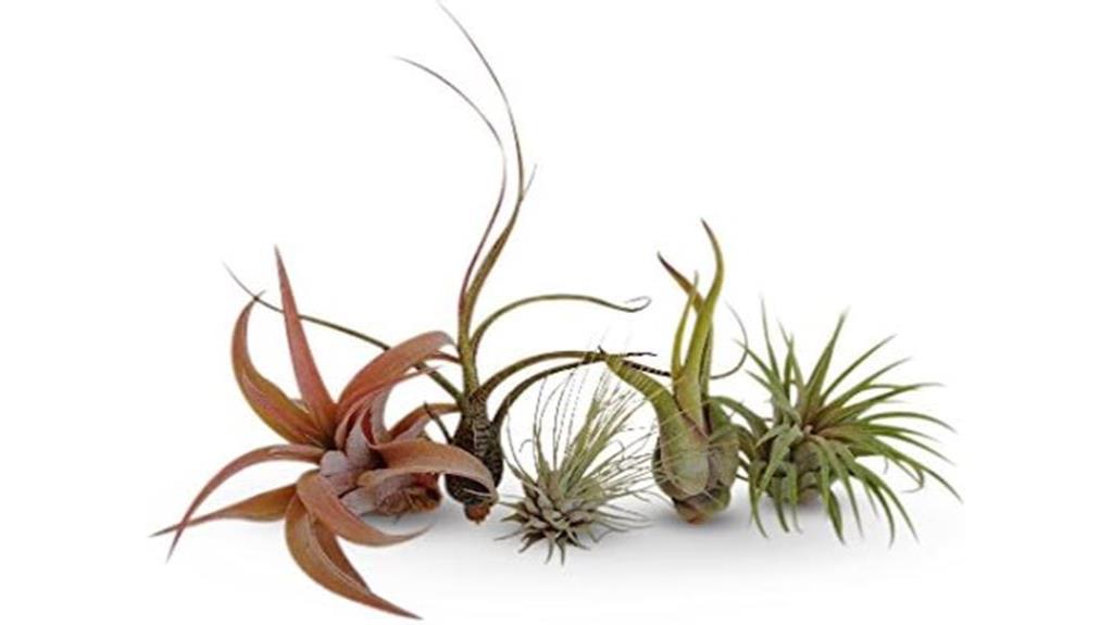 air plant beginner set