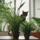 cat friendly houseplants for safety