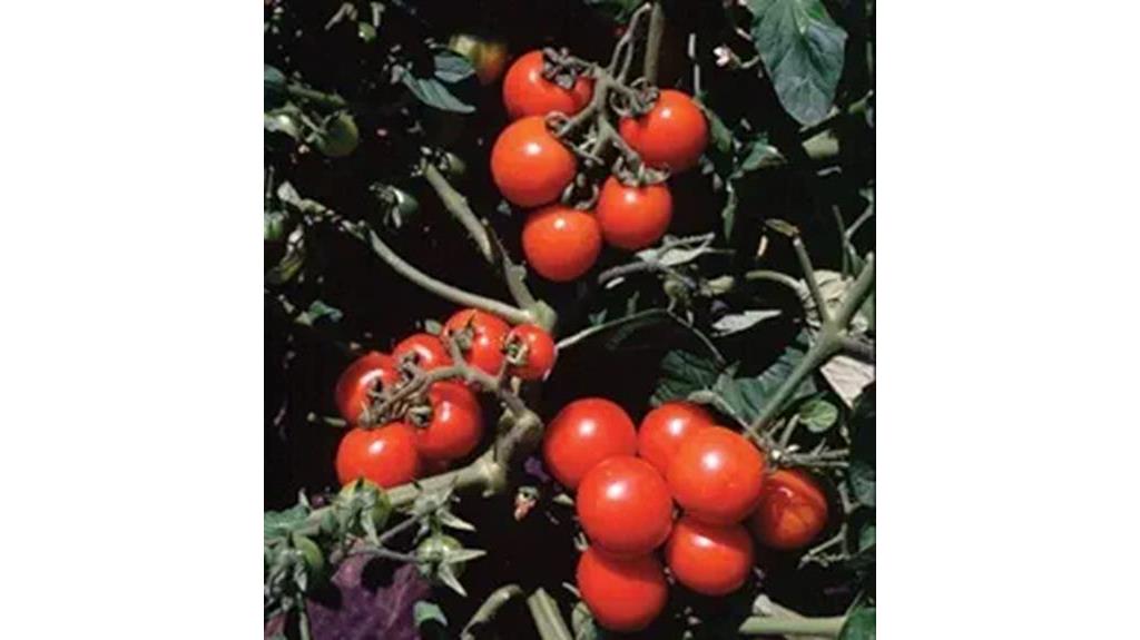 cherry tomato seeds available