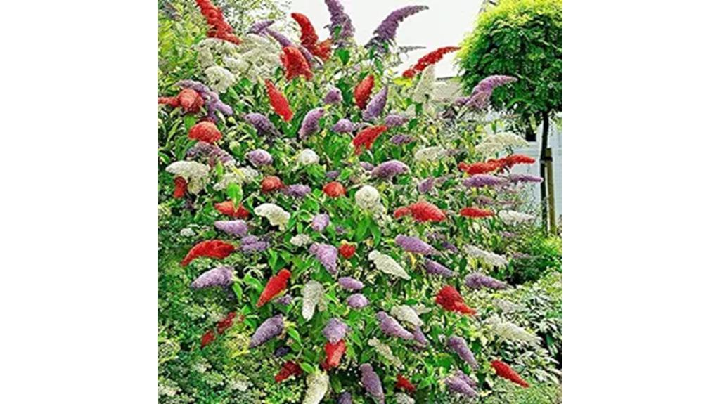 colorful butterfly bush seeds