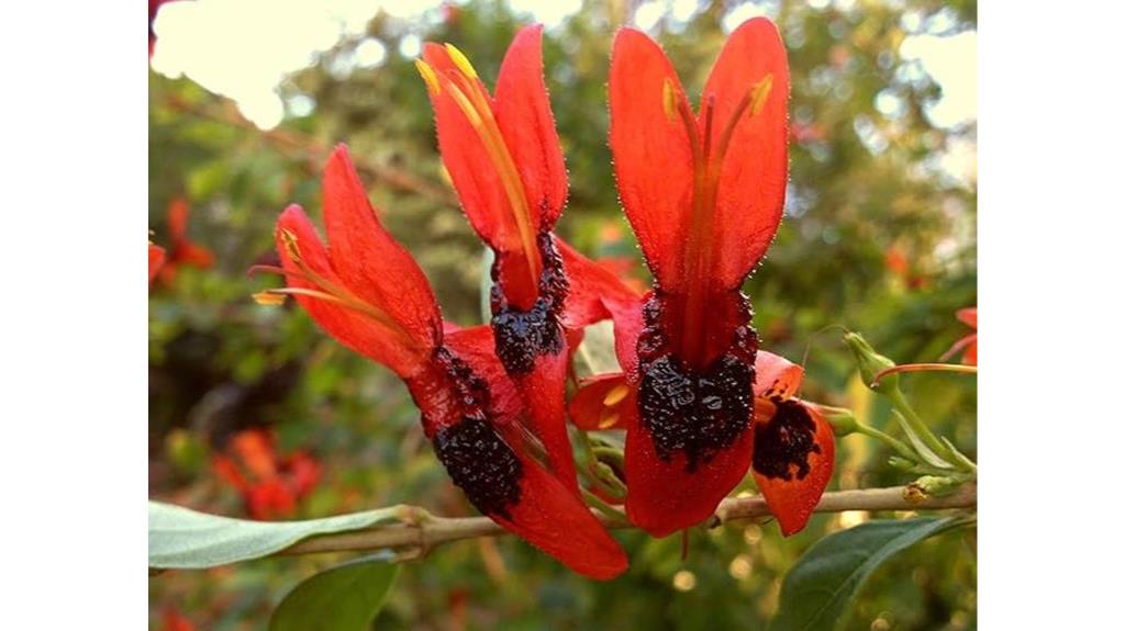exotic live hummingbird bush