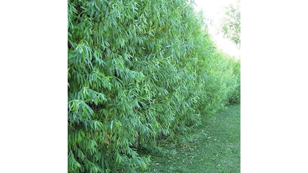 fast growing drought resistant hybrid willows