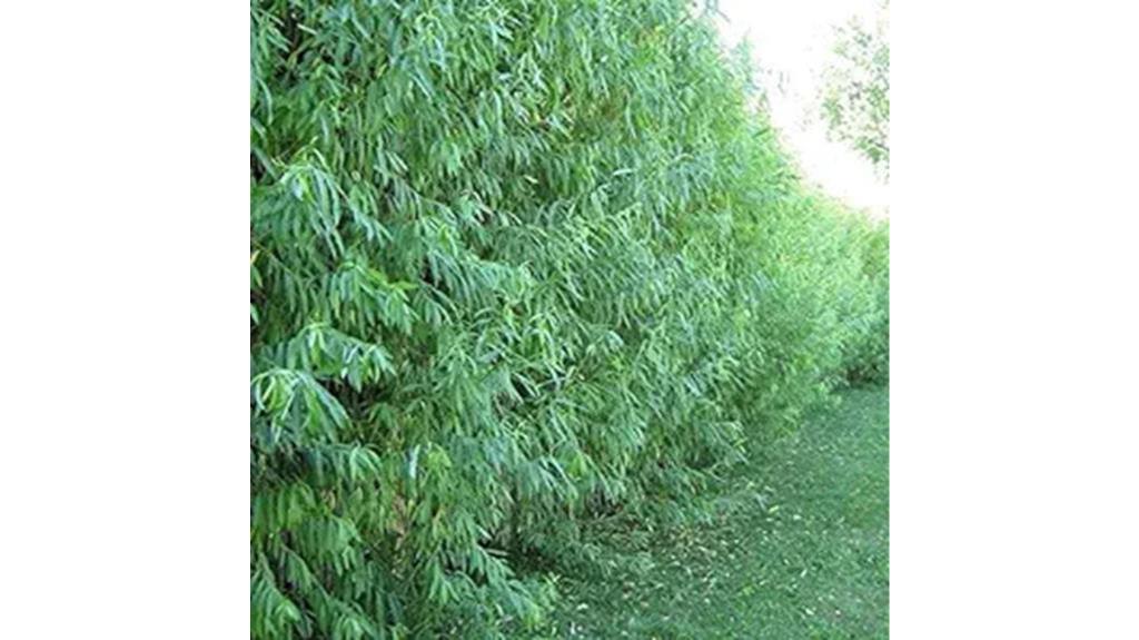 fast growing drought resistant multipurpose trees