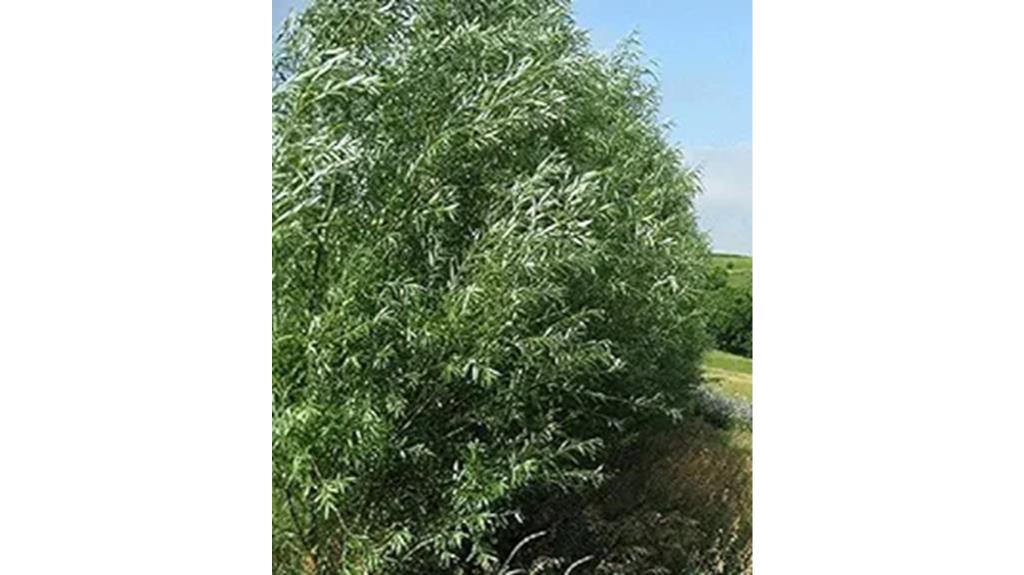fast growing hybrid willow trees