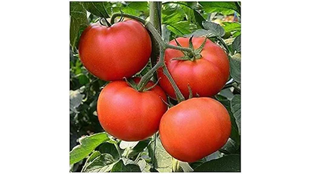 heirloom beefsteak tomato seeds