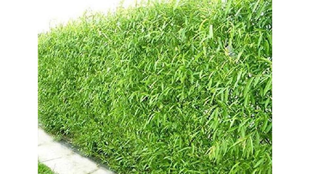 hybrid willow privacy screen