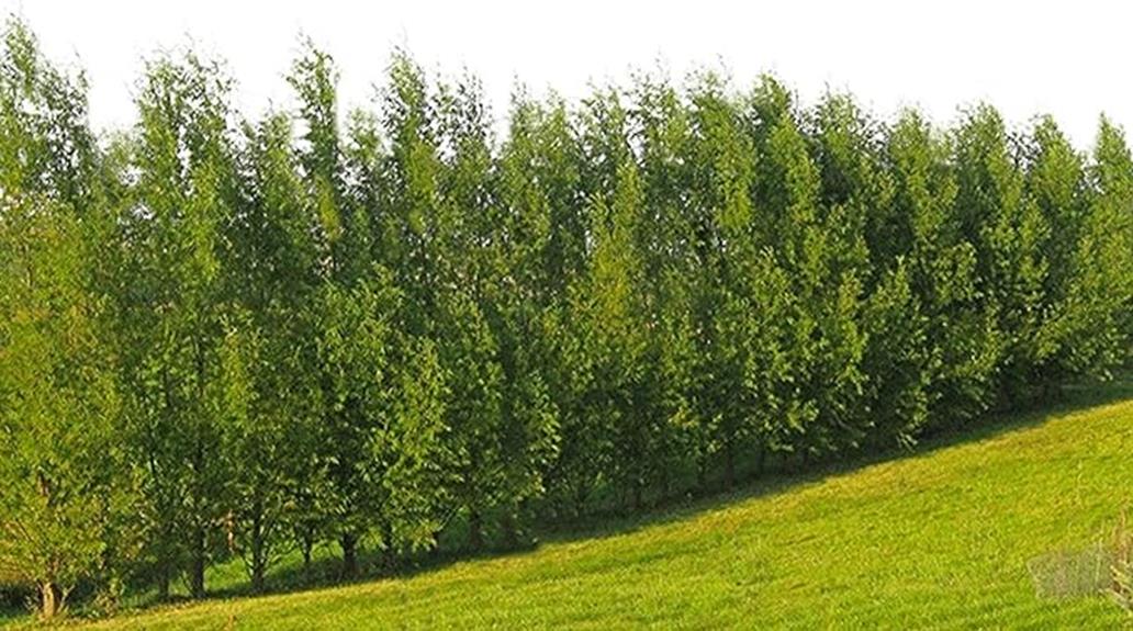 hybrid willow tree cultivation
