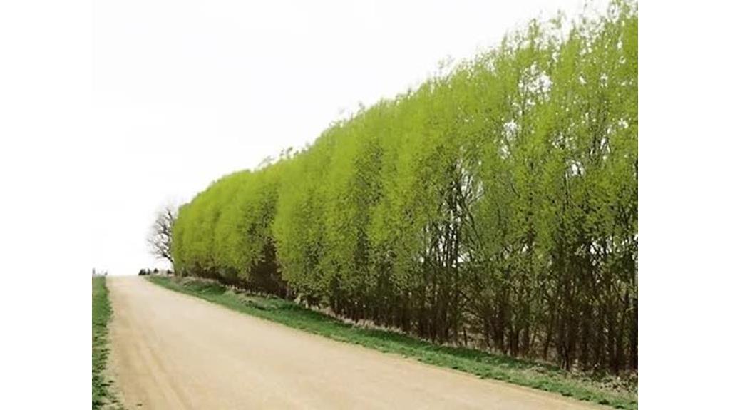 hybrid willow tree planting