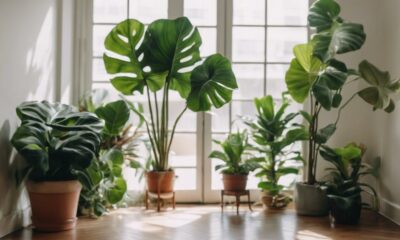 indoor plant shopping guide