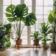indoor plant shopping guide