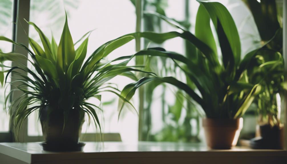 indoor plants for shade
