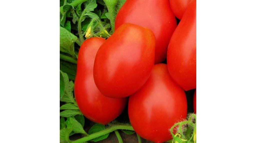 roma vf tomato seeds