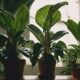 shade loving indoor plant recommendations