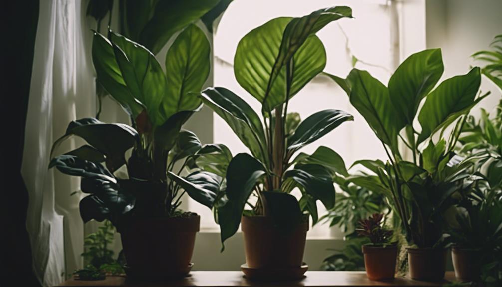 shade loving indoor plant recommendations