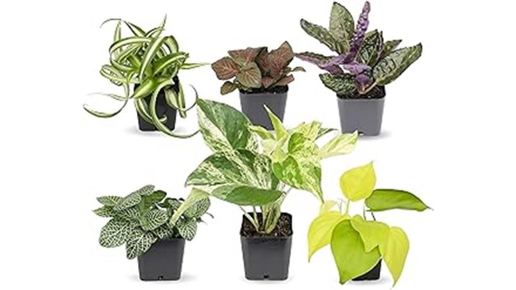 six easy houseplants pack