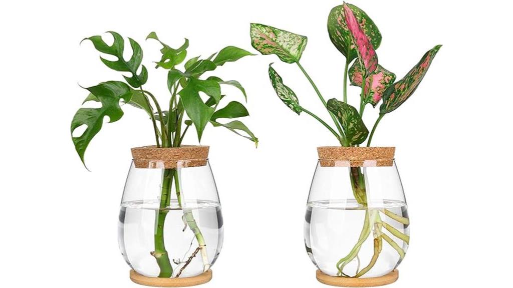 stylish glass plant propagation