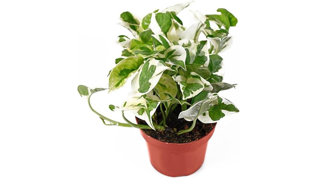 tropical pothos plant variety