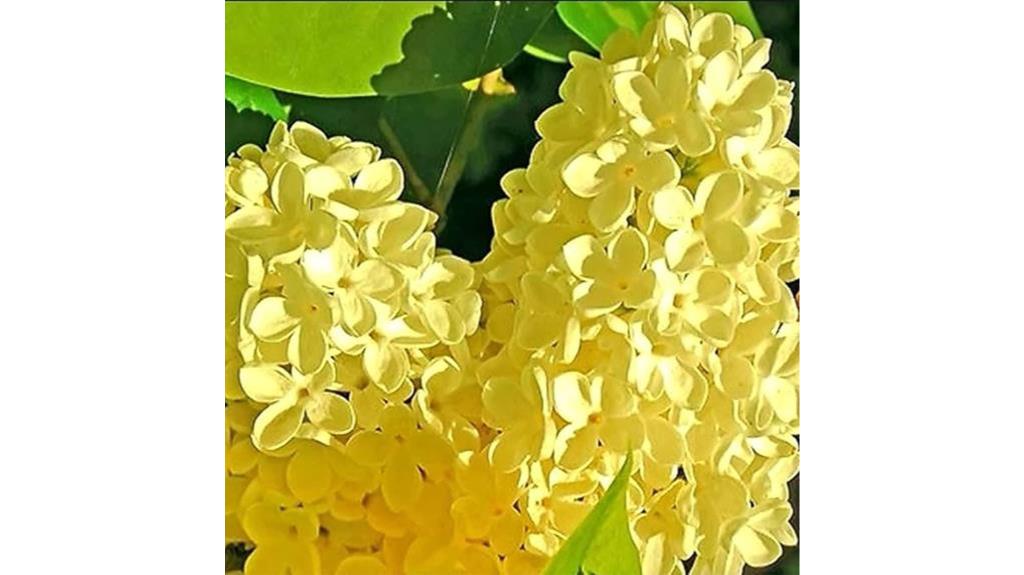 yellow lilac seeds bloom