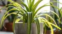 spider plants clean air