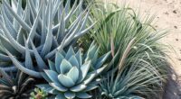 drought resistant planting strategies