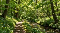 forest time promotes overall wellness