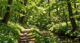 forest time promotes overall wellness