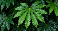 humidity over watering needs