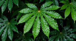 humidity over watering needs